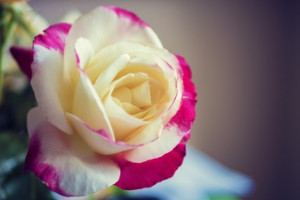 Projet ROSE CRNL